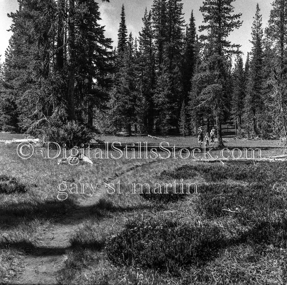 Family in Pine-Filled Forest Trail, Oregon