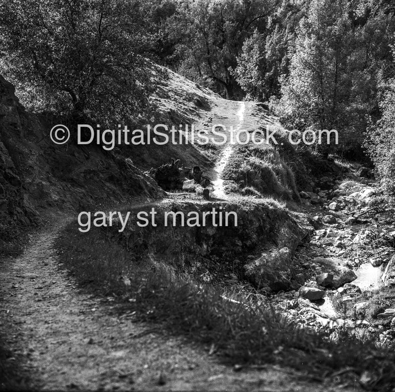 Looking in the canyon, Sonoma County, California, analog scenery