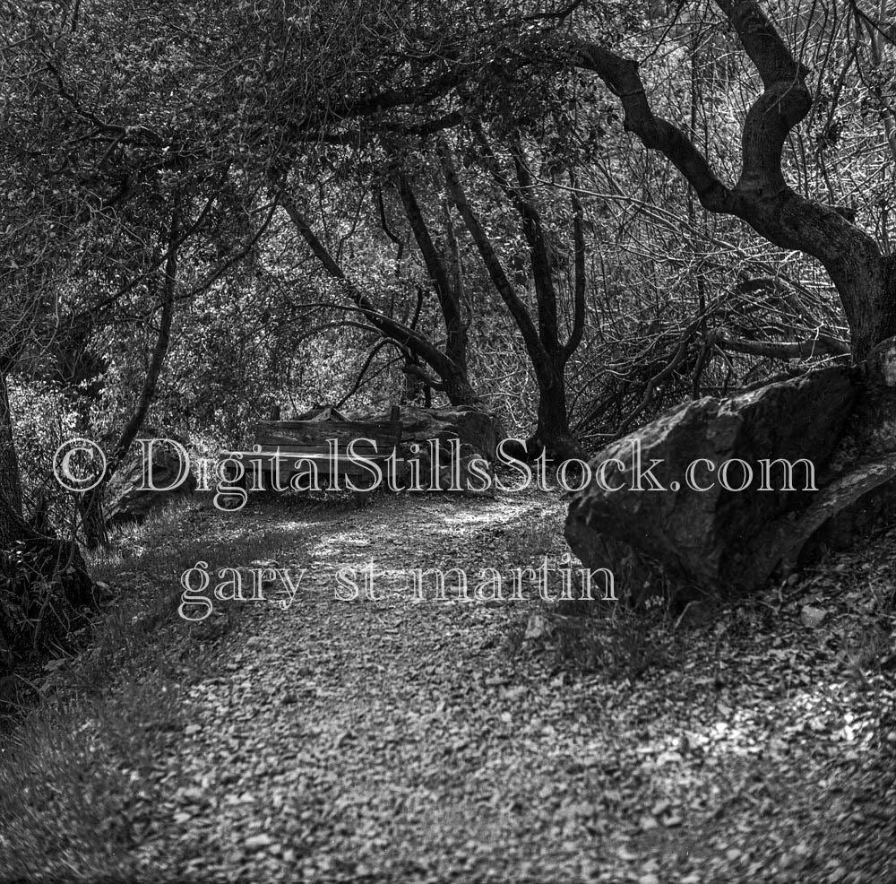 Dried Leaves Along Tree-Enclosed Trail