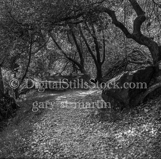 Dried Leaves Along Tree-Enclosed Trail