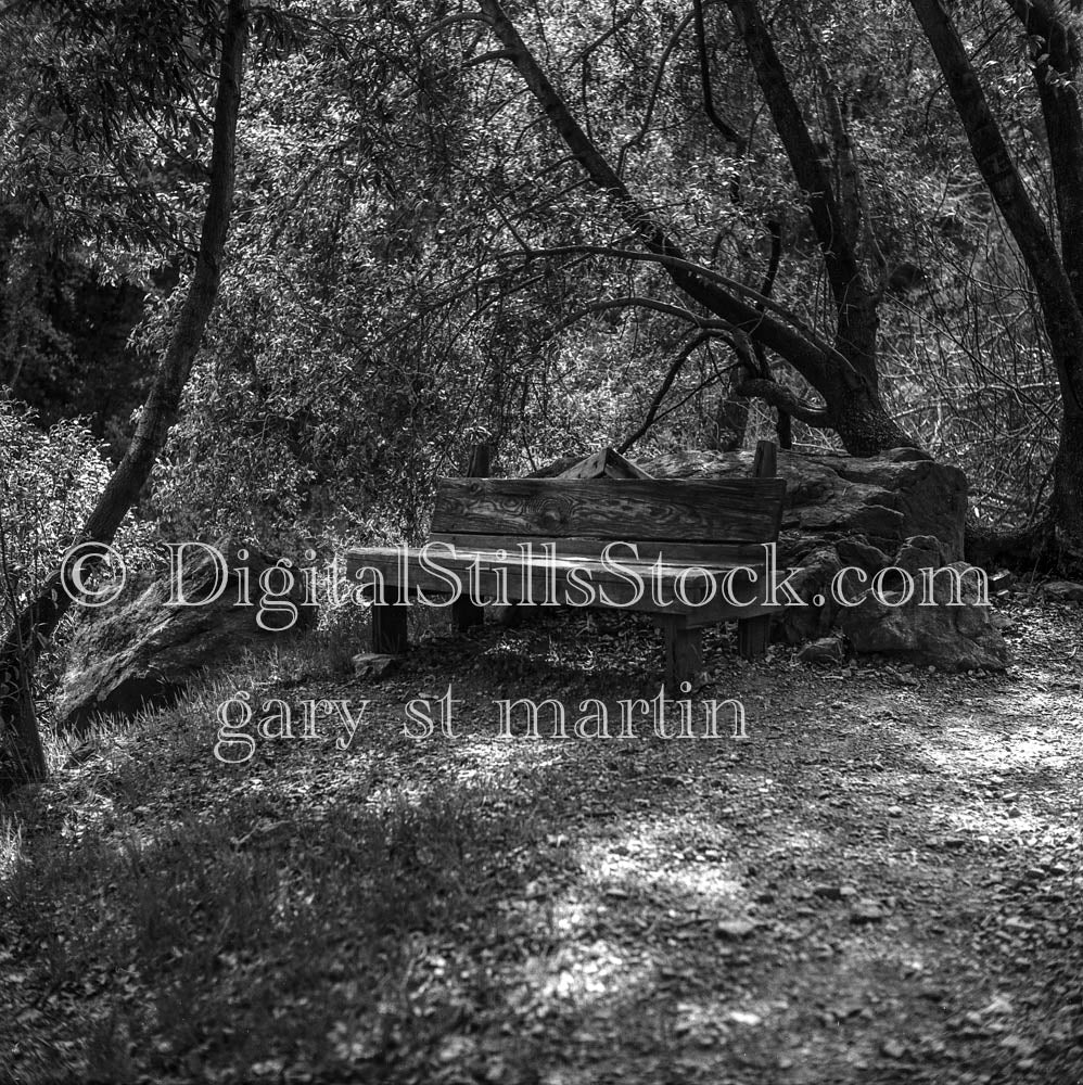 Wooden Bench in Tree-Enclosed Forest, Oregon