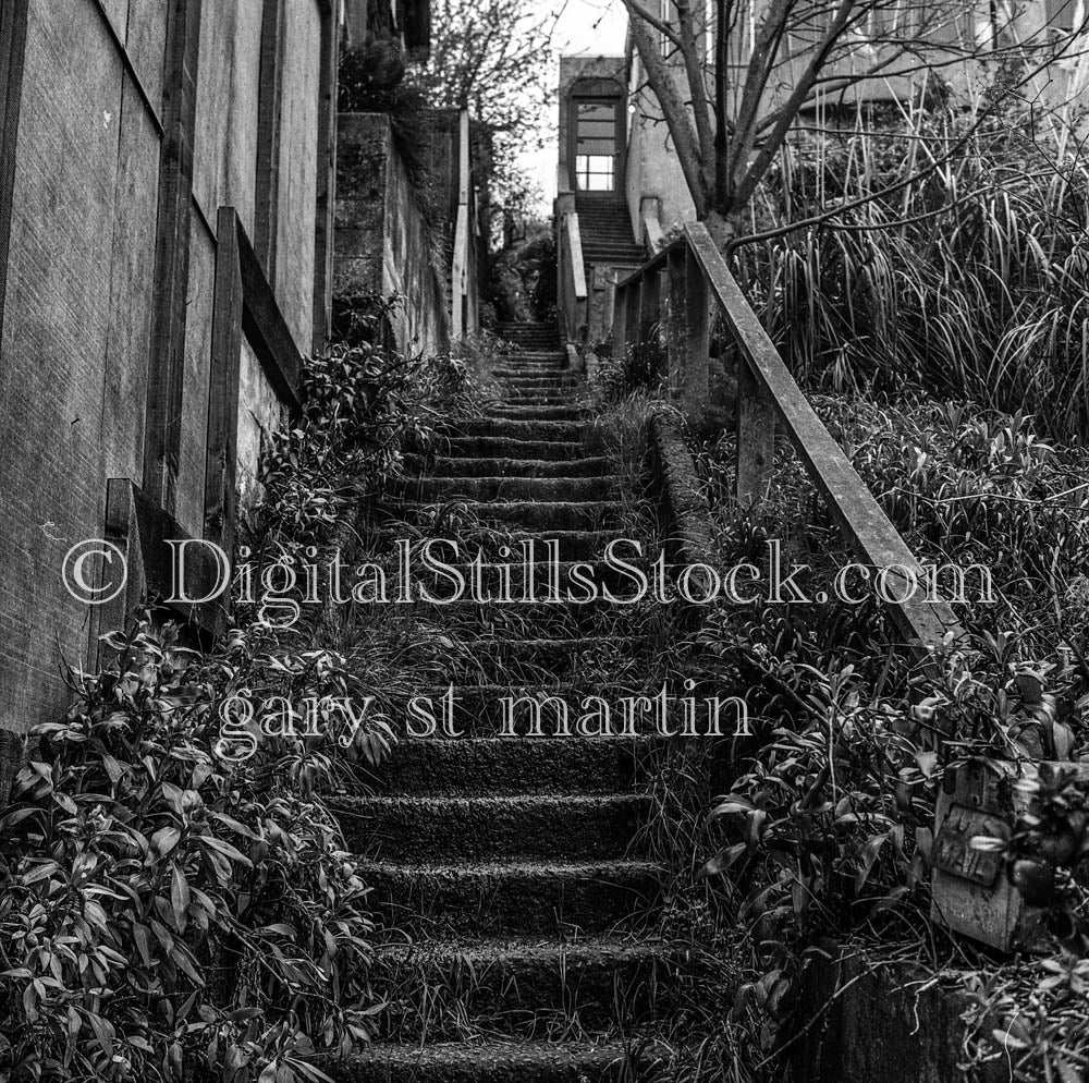 Overgrown Stairs Leading to Homes