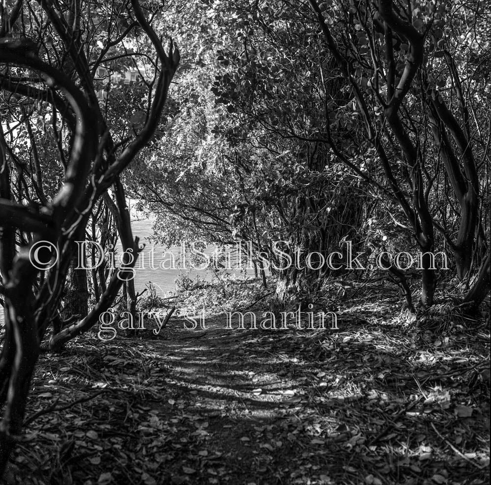 Surrounded Path Leading to Lake, Oregon