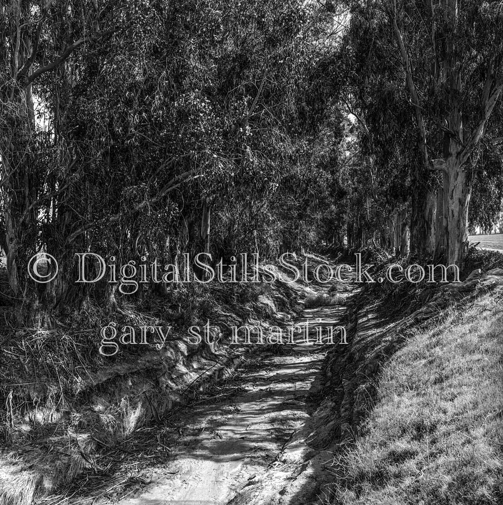 Dirt Path in Between the Trees