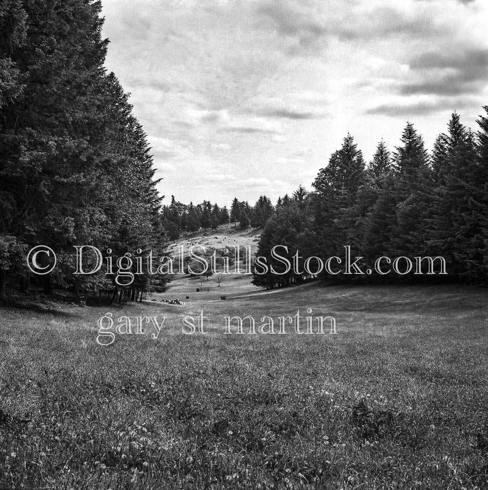 Clearing Between Pine Trees on a Cloudy Day