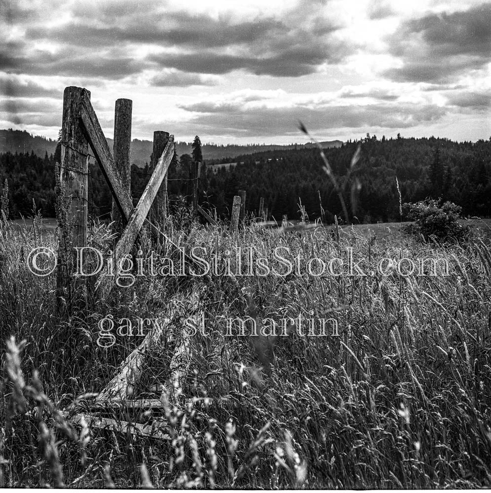 Fence Between Grass Facing Pine Forest