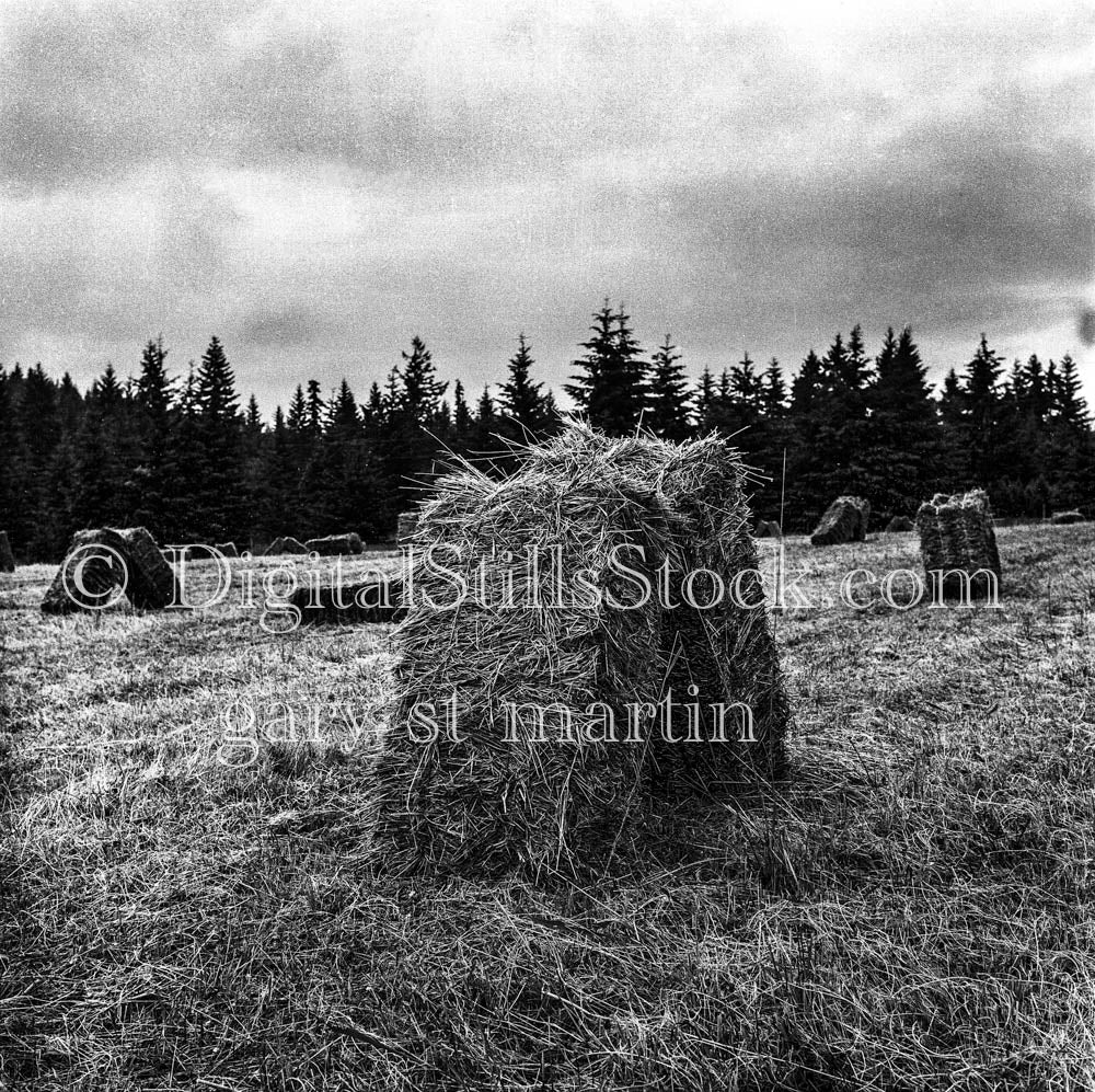Hay Bale and Pine Tree Line