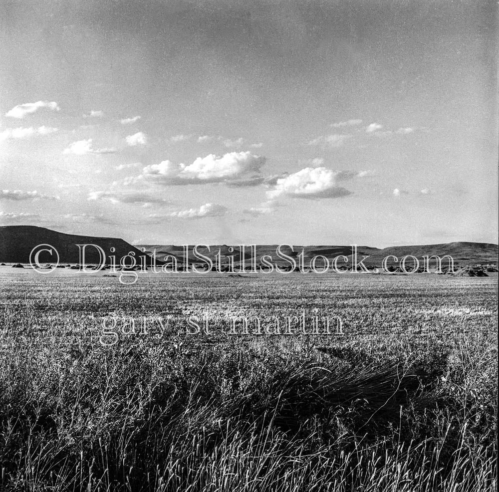 Fluffy Clouds Above Grassy Fields, Northern California