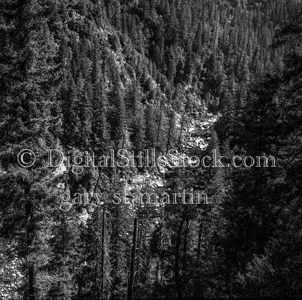 Pine Tree Forest in Oregon