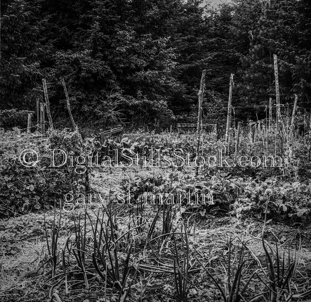 Stick Fences Among Bushy Greenery