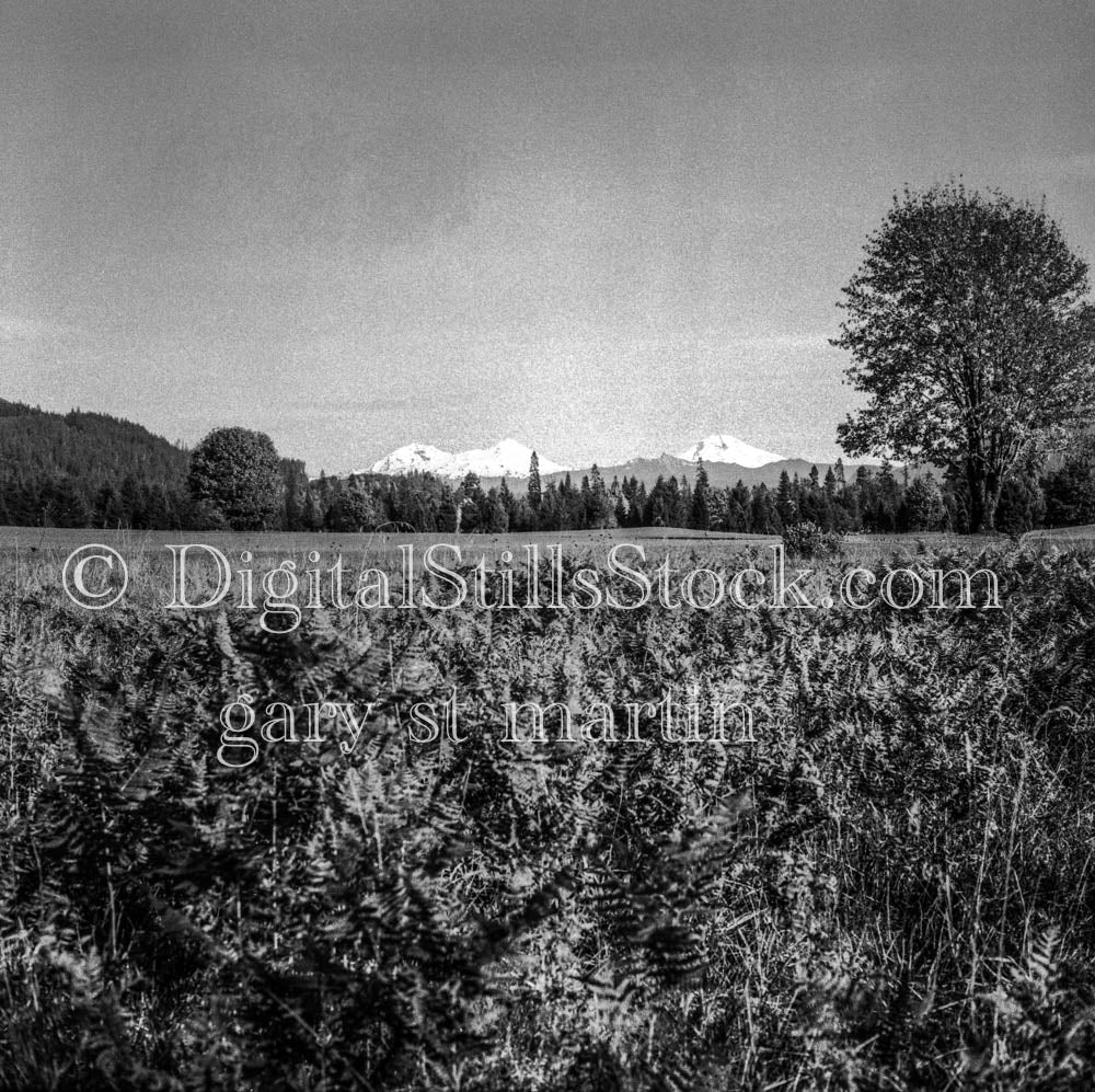 Forest Below Three Sisters, Oregon