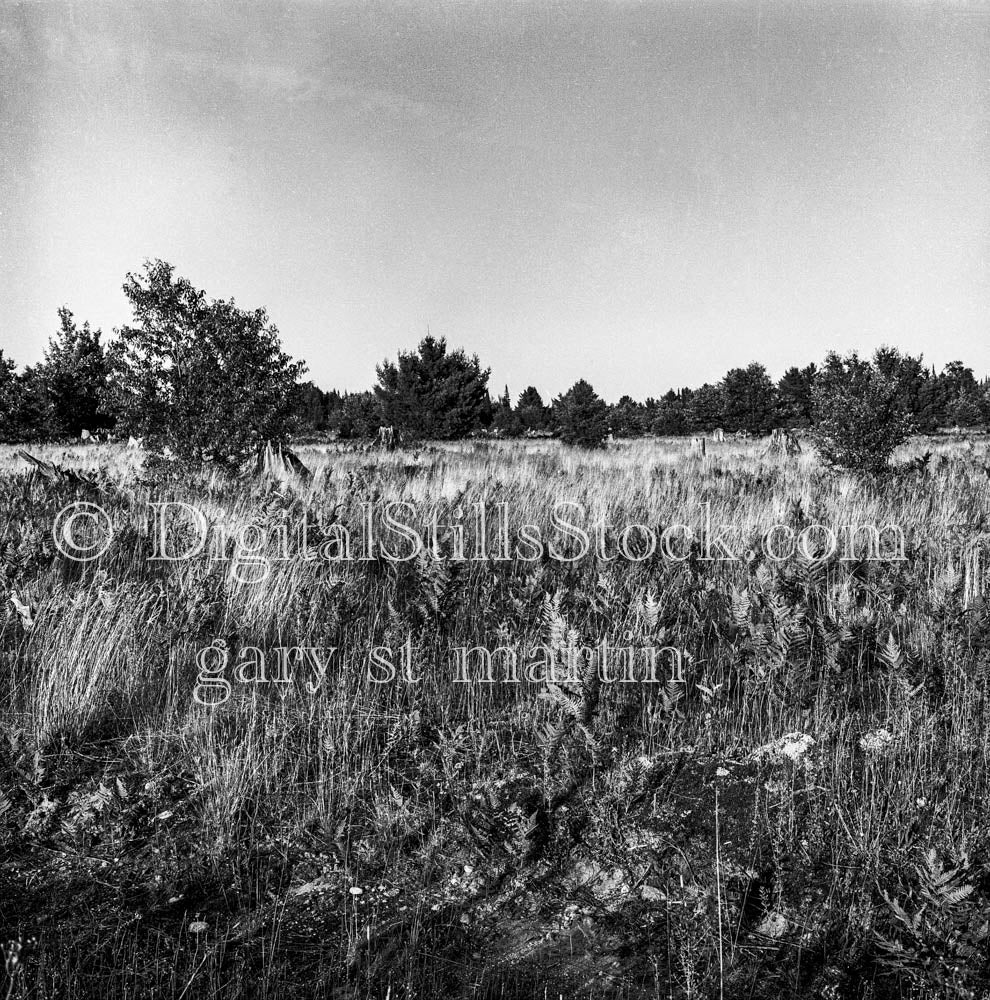 Grassy Field and Evergreens