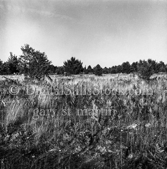 Grassy Field and Evergreens
