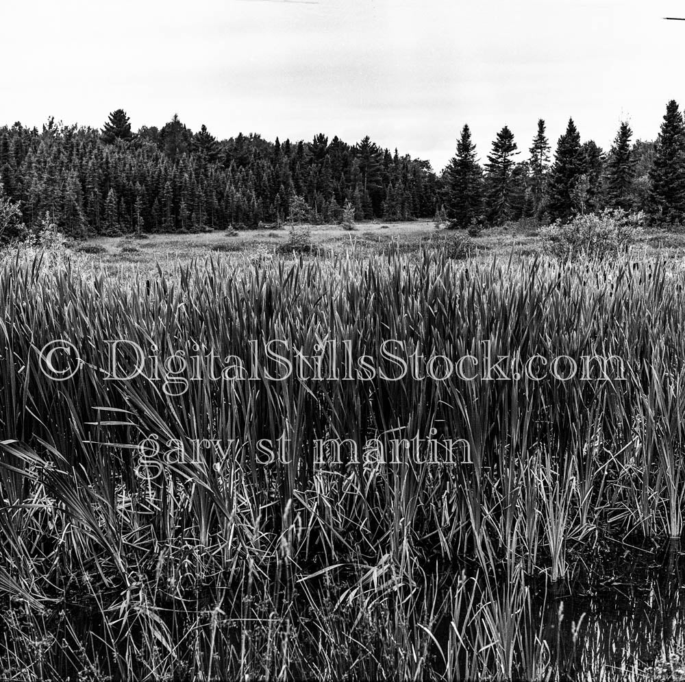 Overgrown Grass Field in Pine Forest