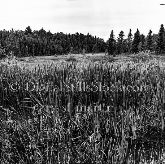 Overgrown Grass Field in Pine Forest