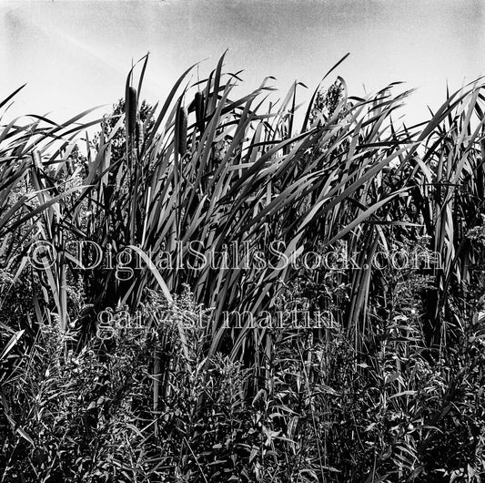 Field of Cattails and Vegetation