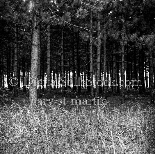 Underneath the Pines