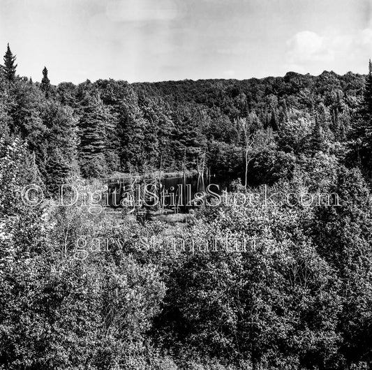 Lake Bordered by Forest, Michigan