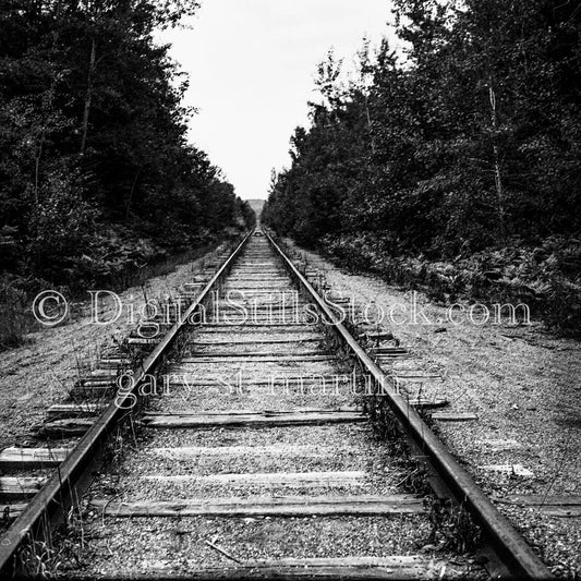 Wooden Railroad Tracks Bordered by Trees
