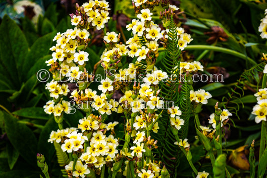 Pale Yellow-Eyed Grass Flower - Lavender Farm, digital Vashon Island