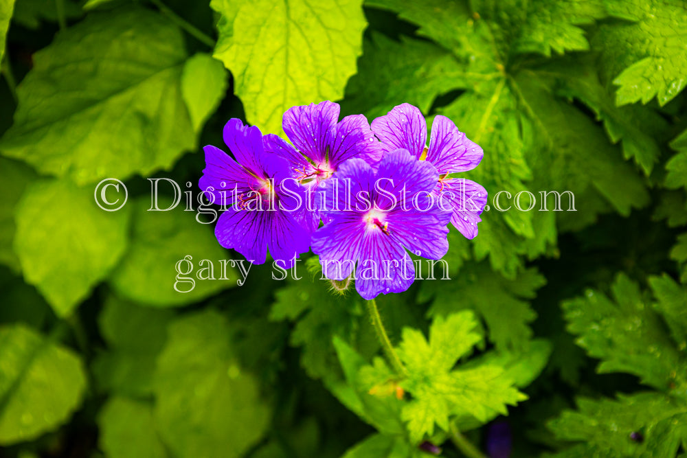 Closeup of Geraniums - Lavender Farm, digital Vashon Island