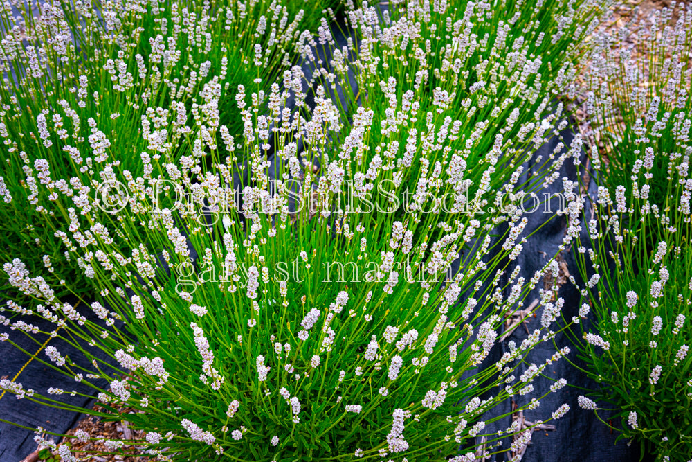 Bunches of Lavender Bushes - Lavender Farm, digital Vashon Island