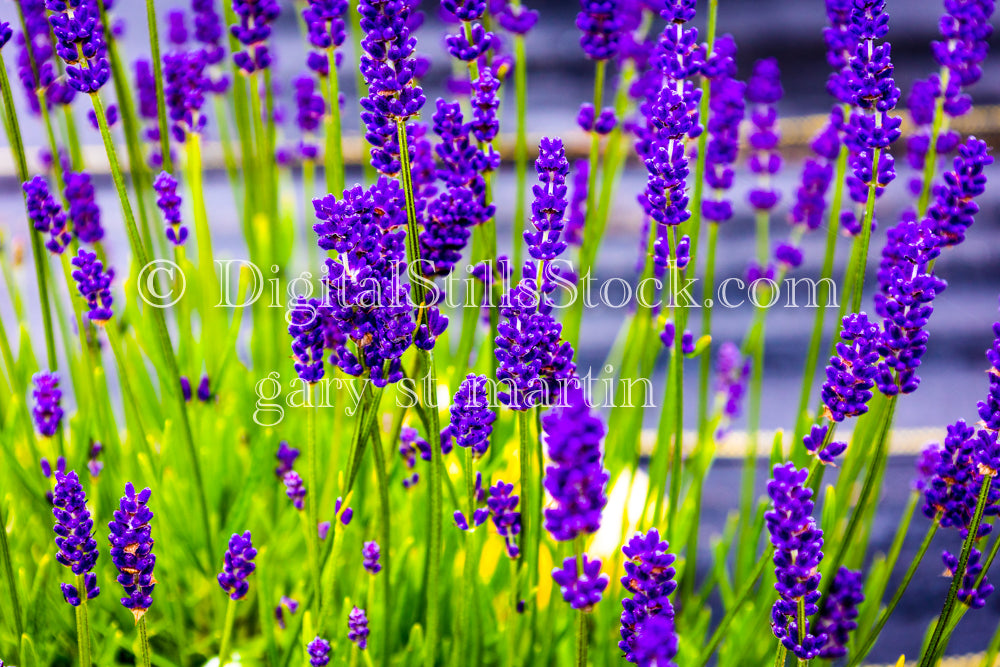 Closeup of a Vibrant Lavender Bush - Lavender Farm, digital Vashon Island