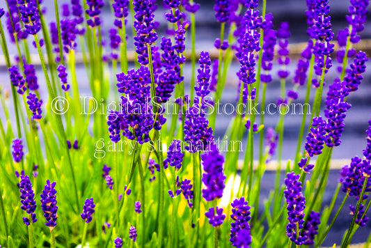 Closeup of a Vibrant Lavender Bush  - Lavender Farm, digital Vashon Island