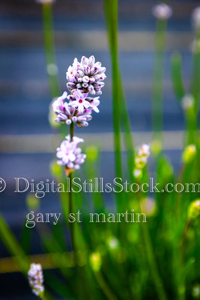 Closeup of Blooming Lavender - Lavender Farm, digital Vashon Island