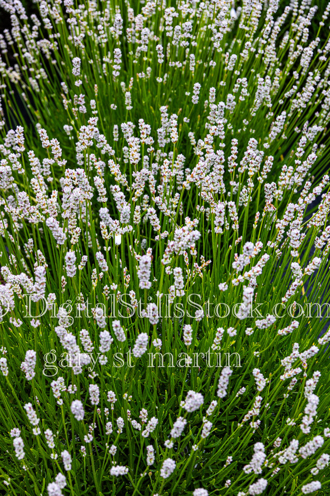 Portrait of Lavender in Bloom - Lavender Farm, digital Vashon Island