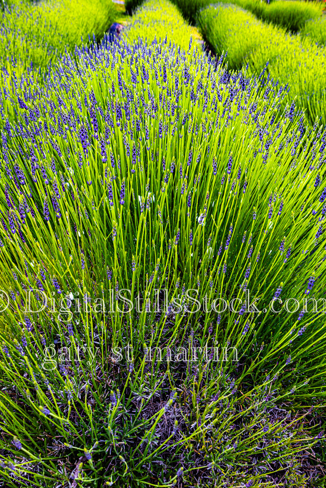 Rows of Lavender - Lavender Farm, digital Vashon Island