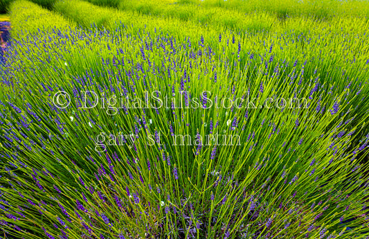 Bright Lavender Bushes  - Lavender Farm, digital Vashon Island