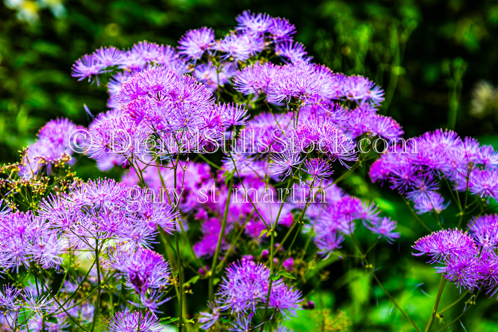 Columbine Meadow-Rue Flowers - Lavender Farm, digital Vashon Island