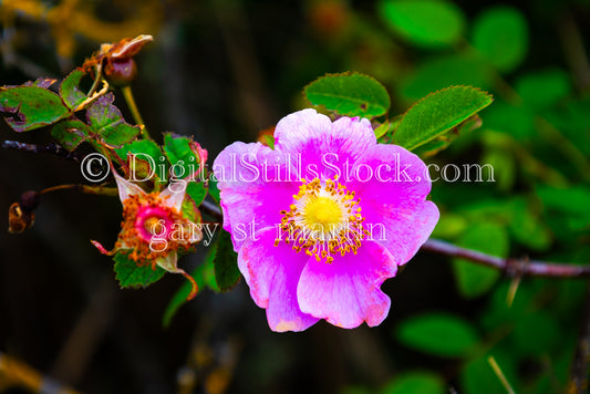 A Pink Rose Up Close  - Vashon Island, digital Vashon Island