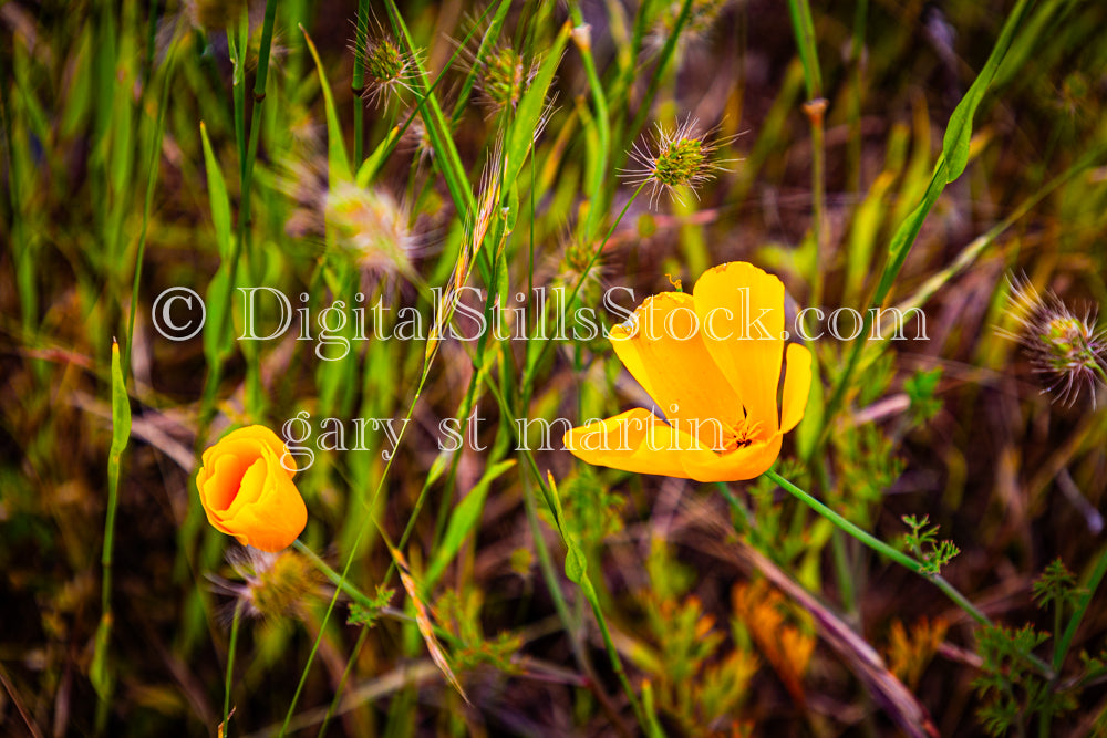 California Poppies in Bloom - Vashon Island, digital Vashon Island
