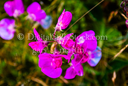 Closeup of Sweat Pea Flowers - Vashon Island, digital Vashon Island