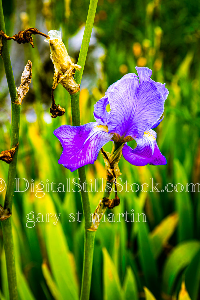 Portrait of a Blue Iris - Vashon Island, digital Vashon Island