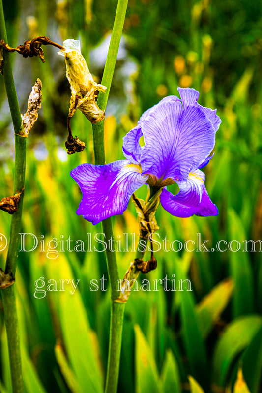 Portrait of a Blue Iris - Vashon Island, digital Vashon Island