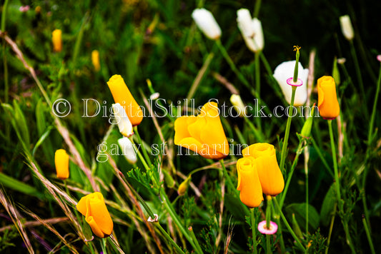 A Bunch of Blooming Poppies - Vashon Island, digital Vashon Island