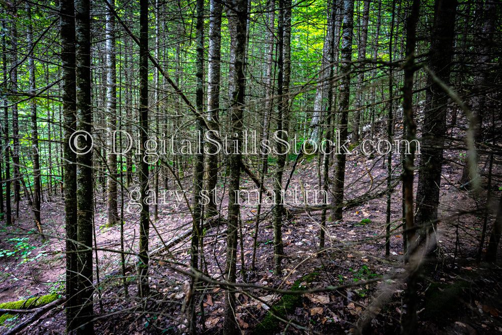 Forest of Bare Spruce Trees, digital Grand Marais