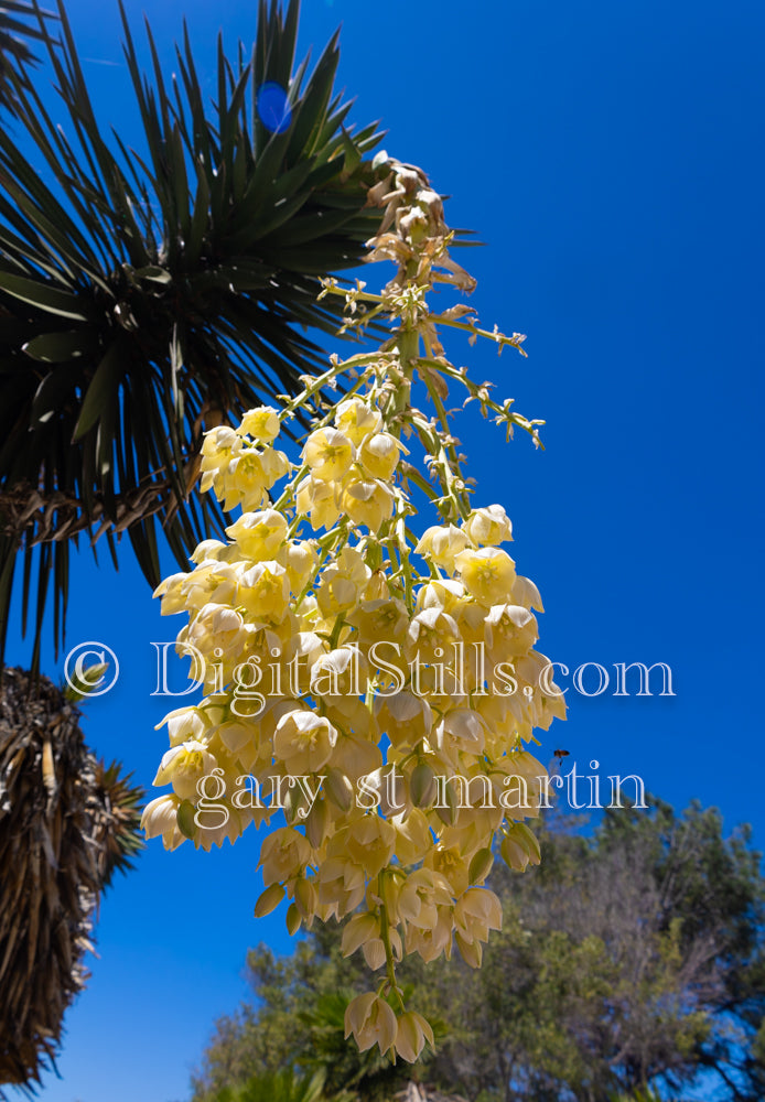Closeup of a Chaparral Yucca, digital Junipero Serra