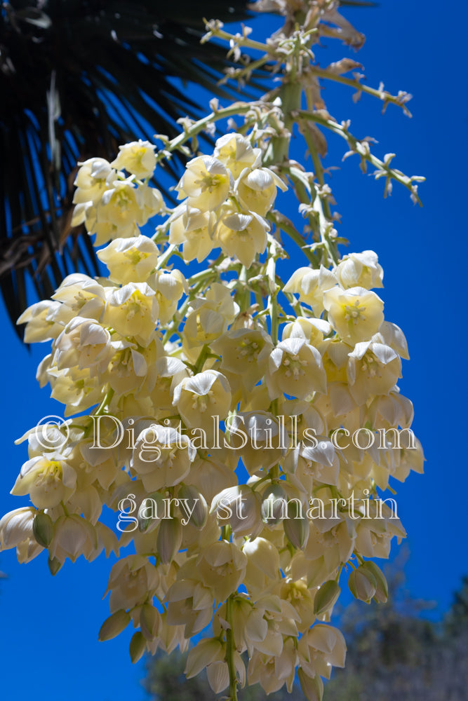 Closeup of the flowers on a Chaparral Yucca , digital Junipero Serra