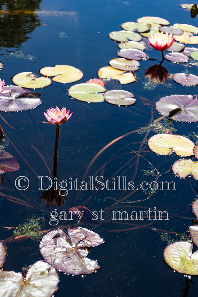Lily pond view one Capistrano mission, Digital, California, Missions