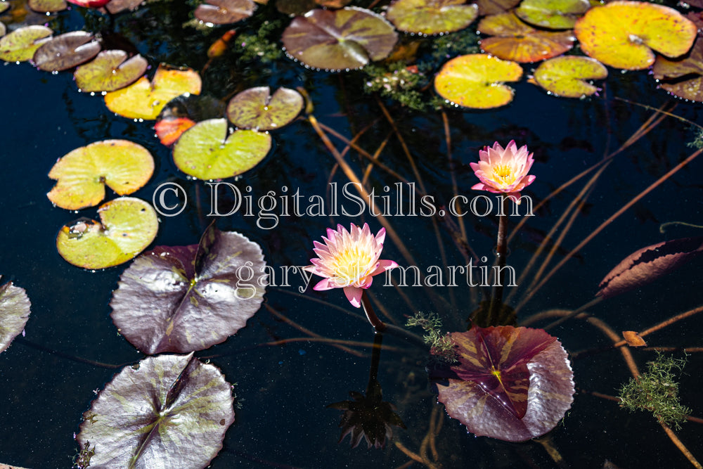 Lily pond view two Capistrano Mission, Digital, California, Missions