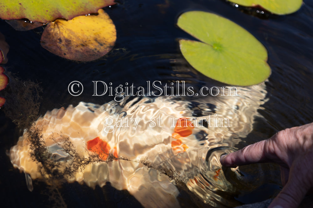 Hand in the pond, Capistrano Mission, Digital, California, Mission