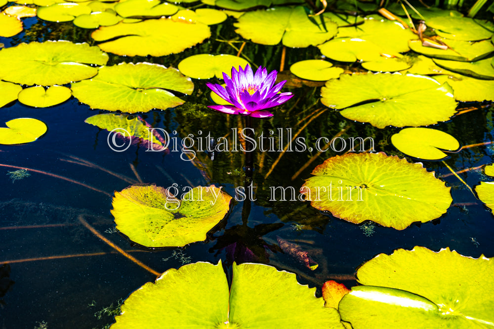 Lily pond view six, Capistrano Mission, Digital, California, Missions