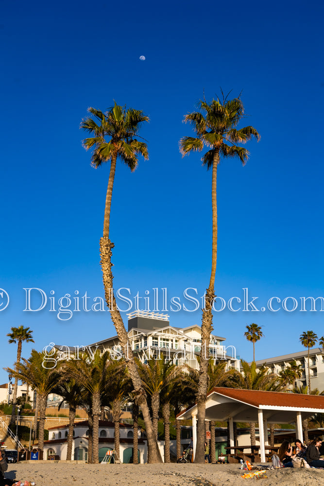 2 Palm Trees - Oceanside pier, digital Oceanside Pier