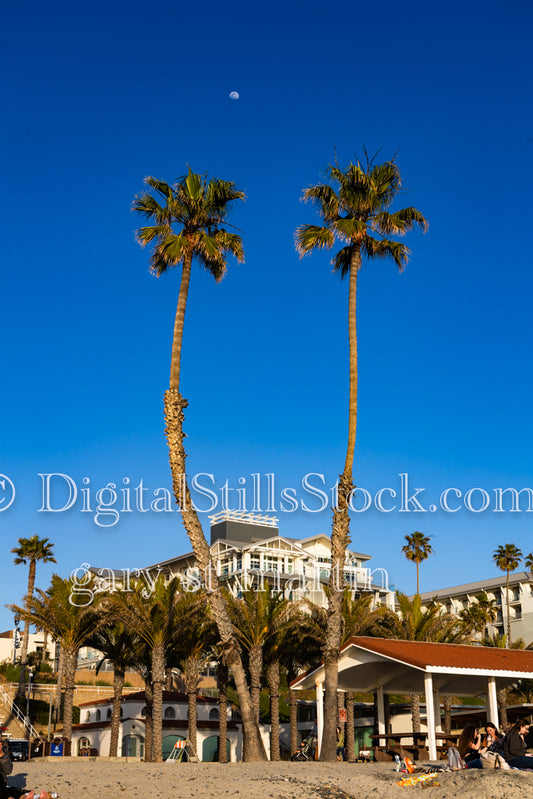 2 Palm Trees - Oceanside pier, digital Oceanside Pier