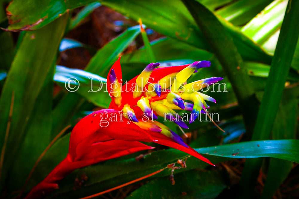 Billbergia Plant with Red Leaves, Digital, Scenery, Flowers