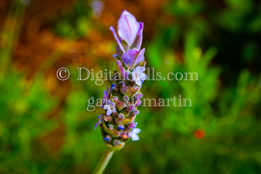 French Lavender Plant Digital, Scenery, Flowers